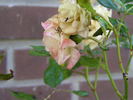 Yellow Clementine rose photo