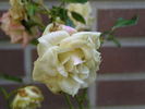 Yellow Clementine rose photo