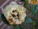 Yellow Clementine rose photo