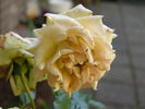 Yellow Clementine rose photo