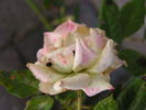 Yellow Clementine rose photo