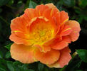 Sequoia Twist rose photo