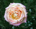 Champion rose photo