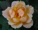 Rebecca Susan rose photo