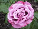Moon Shadow ™ rose photo