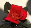 Hannah Jeannette rose photo