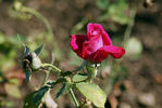 Oberlehrer L. Burkhard rose photo