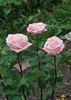 Lady Diana rose photo