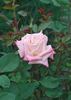 Lady Diana rose photo