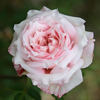 Choo-Choo Centennial rose photo