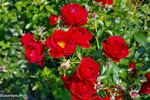 Kronjuwel ® rose photo