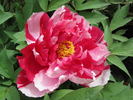 Dao Jin 岛津 peony photo