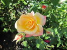 Antonella Fineschi rose photo
