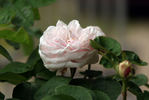 Celina Dubos rose photo