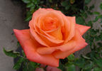 Mikado ™ rose photo