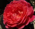 Star of the Nile ™ rose photo