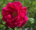 K. of K. rose photo
