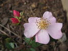 Rayon Butterflies rose photo