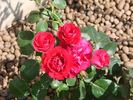 Negresco rose photo