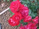 Negresco rose photo