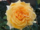 Sophia Renaissance rose photo