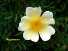 Happenstance rose photo
