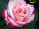 Raspberry Swirls rose photo