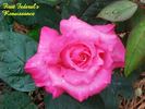 First Federal's Renaissance rose photo