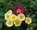 Golden Lodge rose photo