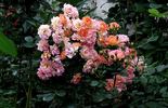 Bessy rose photo