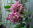 Patricia Ann Fretwell clematis photo