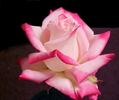 Standing Ovation ™ rose photo