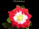 MACnickel rose photo
