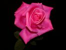 Big Duke rose photo