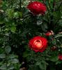 Coffee Break rose photo