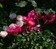 Fair Play ® rose photo