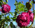 Henry Irving rose photo