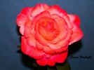 Cajun Firelight rose photo
