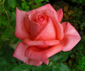 Kathleen O'Rourke rose photo