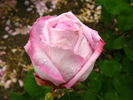 J. B. M. Camm rose photo