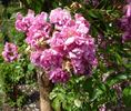 Prior M. Oberthau rose photo