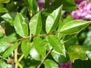 Prior M. Oberthau rose photo