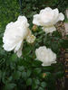 Helga rose photo