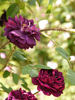 William Grow rose photo