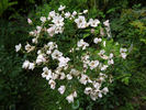 Lucy's Rose rose photo