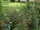 Clair de Lune rose photo