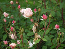 Clair de Lune rose photo