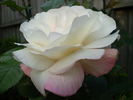 Crown Princess Mary ™ rose photo