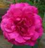 Duftendes Weisskirchen rose photo