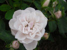 Elizabeth Navarro ™ rose photo